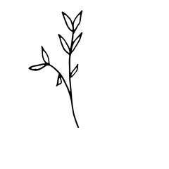 Fototapeta premium Abstract Floral Botanical illustration Doodle Hand Drawn Line Art