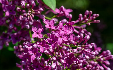 Lilac blossom in the park. Clusters of flowers are pleasing to the eye.