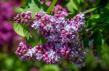 Lilac blossom in the park. Clusters of flowers are pleasing to the eye.