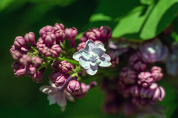 Lilac blossom in the park. Clusters of flowers are pleasing to the eye.