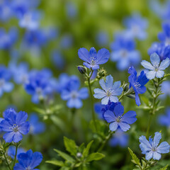 forget me not flower