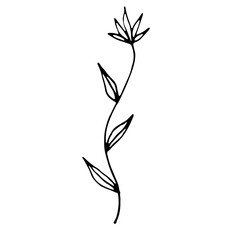 Floral Botanical Abstract Doodle Hand Drawn Line Art