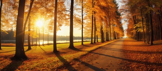 Beautiful autumn day featuring colorful trees with golden leaves set in a panoramic landscape on a meadow with a real sun, creating an idyllic scene with copy space image.