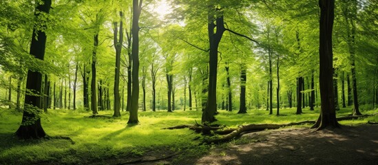 A scenic view showing sunlight filtering through a lush forest of deciduous trees with a blank area for adding images. Copy space image. Place for adding text and design