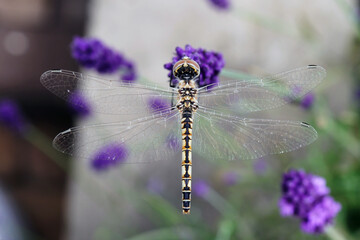 Golden dragonfly on a thin stalk in a field of lavender flowers above veiw