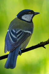 Great tit perched  on a tree branch and looks to the right side of the picture. The green background comes from the meadow in the distance.