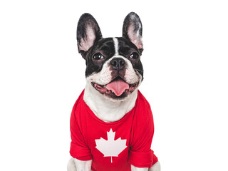 Lovable, pretty puppy and Canadian Flag. Closeup, indoors. Studio shot. Congratulations for family, loved ones, relatives, friends and colleagues. Pets care concept