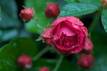Red rose blossom from the front with water drops after a rain with closed flowers and green rose petals in the background. Bokeh background. Copy space