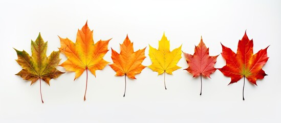 Fototapeta premium Maple leaves arranged on a white background with copy space image.