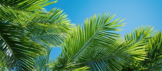 Fototapeta premium Close-up of textured green banana leaves from an exotic palm tree in sunlight, set against a white backdrop, serving as a pollution-free symbol with room for text or images. Copy space image