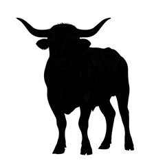 Bull