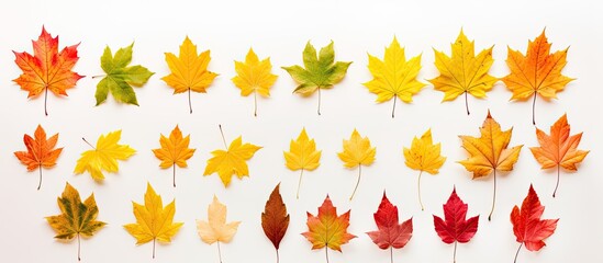 Fototapeta premium Autumn leaves on a white background with copy space image.
