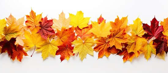 Fototapeta premium Autumn leaves in a copy space image.