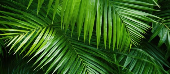 Tropical plant bush with green leaves arranged indoors as a floral backdrop on a white background, providing a copy space image.
