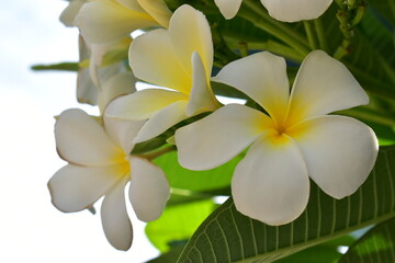 beautiful white frangipani flower blooming in springtime, natural background
