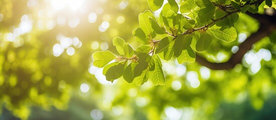 Obraz premium A stunning copy space image with sunlight filtering through the twisted branches of an impressive green tree.