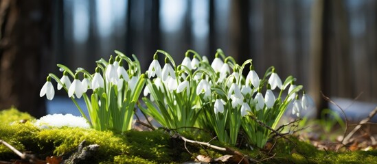 Snowdrop flowers delicately blooming amidst a snowy early spring forest, creating a serene and picturesque scene with a tranquil vibe, perfect for a copy space image.