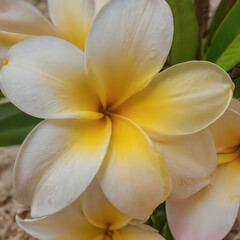 Fototapeta premium a two yellow and white flowers that are on the ground