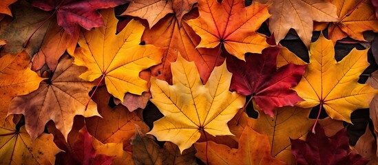 Fototapeta premium Fall foliage blankets the ground with multicolored maple leaves creating a picturesque scene with a copy space image.