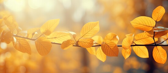 Close-up of a tree with golden autumn leaves against a backdrop of beautiful sunlight, ideal for a copy space image.
