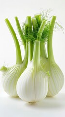 Blanched florence fennel isolated on white background, fenel