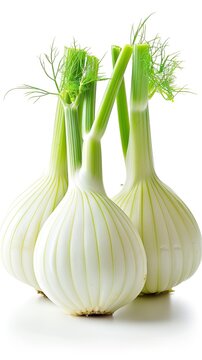 Blanched florence fennel isolated on white background, fenel