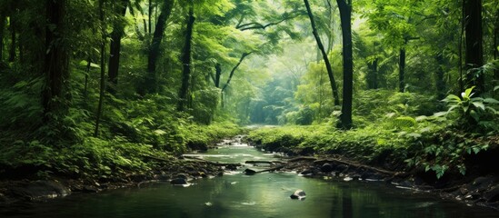 Obraz premium Exotic tropical tree with a white background perfect for design with copy space image.