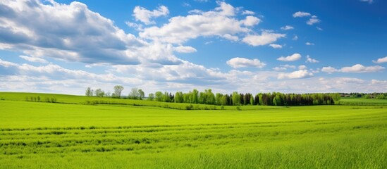 Fototapeta premium Beautiful sunny weather graces a grassland farming landscape with a lush green pasture, ideal for a serene setting with vast expanses of greenery perfect for copy space images.
