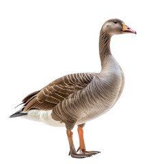 Goose front view full body isolate on transparency background PNG