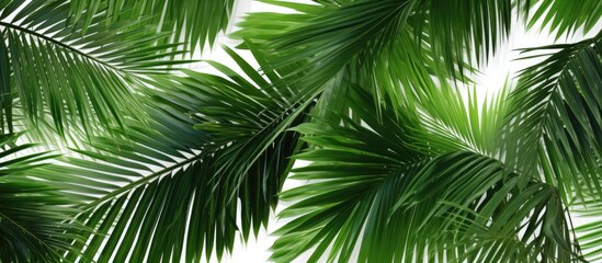 Obraz premium Abstract green nature background with tropical coconut leaves isolated on a white background, ideal for a copy space image.