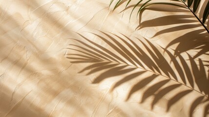 Obraz premium The palm leaf shadow