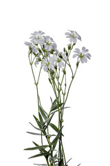 Naklejka premium flower