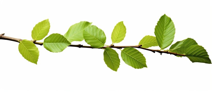 Fresh green elm-tree leaves on white background with copy space image.