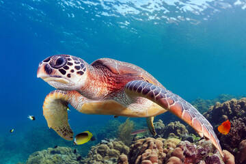 Fototapeta premium おおきなアオウミガメが悠然と泳いでいる様子をモチーフにしたグラフィック素材、広告素材、