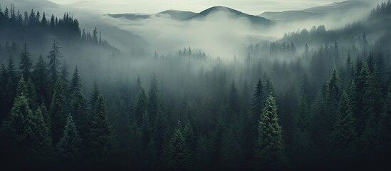 Fototapeta premium A misty morning in the pine forest valley exudes a spooky ambiance, resembling a dark, vintage copy space image.