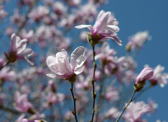 Fototapeta premium シデコブシ