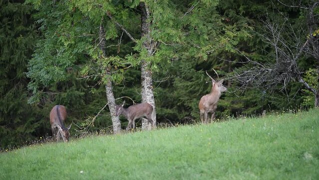Cerf &eacute;laphe (Cervus elaphus) Biche, faon et daguet en automne. Alpes. France