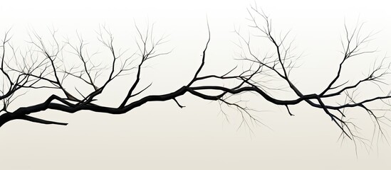 Obraz premium Dead tree branch isolated on white background with clipping path for copy space image.