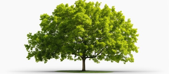 Obraz premium Green trees on a clear background, suitable for web and print, with a cut path and alpha channel for easy editing with copy space image.