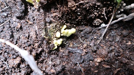flowerpot parasol mushroom or fungus of temperate to tropical regions. grows on dead wood. just growing and not yet blooming