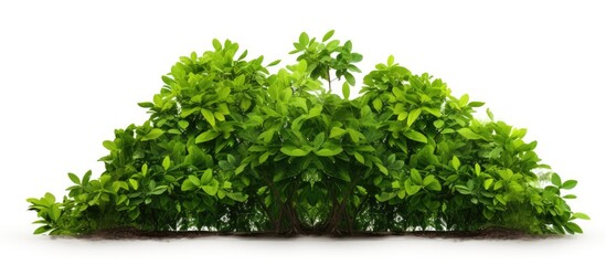 Fototapeta premium Tropical trees isolated on a white background for design, advertising, and architecture with copy space image.
