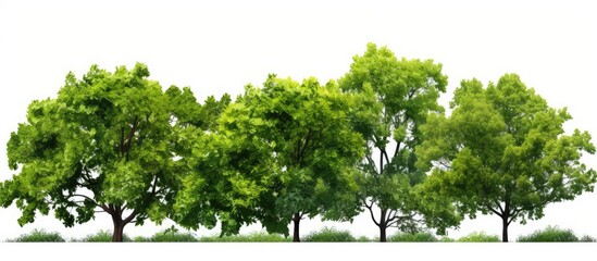 Collection of individual trees on white backdrop with copy space image.