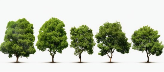 Fototapeta premium Tropical tree against a white background with copy space image.