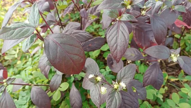 the leaves are reddish brown with small white flowers blowing in the wind