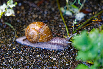 High angle view of roman snail crawling over wet road on a rainy spring evening at Swiss City of Zürich. Photo taken May 31st, 2024, Zurich, Switzerland.
