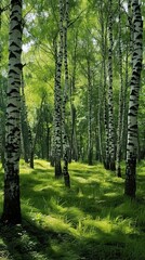 Obraz premium Birch Grove,birtch