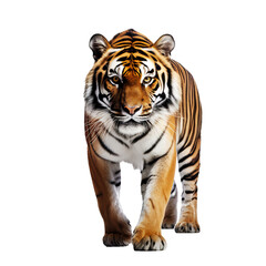 Walking bengal Tiger alone predator powerful big cat isolated on white 