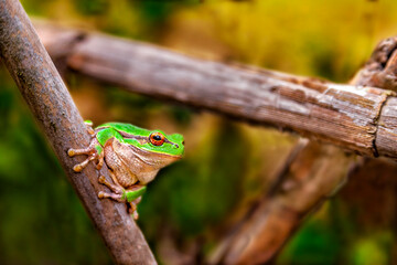 Tree Frog