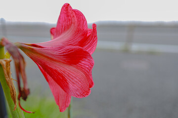 アマリリスの花びら