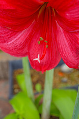 アマリリスの花びら